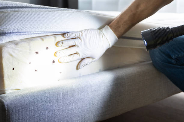 Best Cockroach Control Services  in Cheval, FL