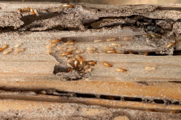 Best Termite Control Services  in Cheval, FL