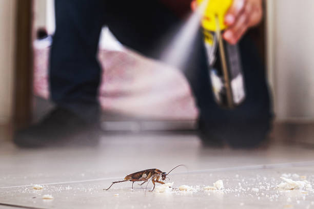 Best Flea Control Services  in Cheval, FL